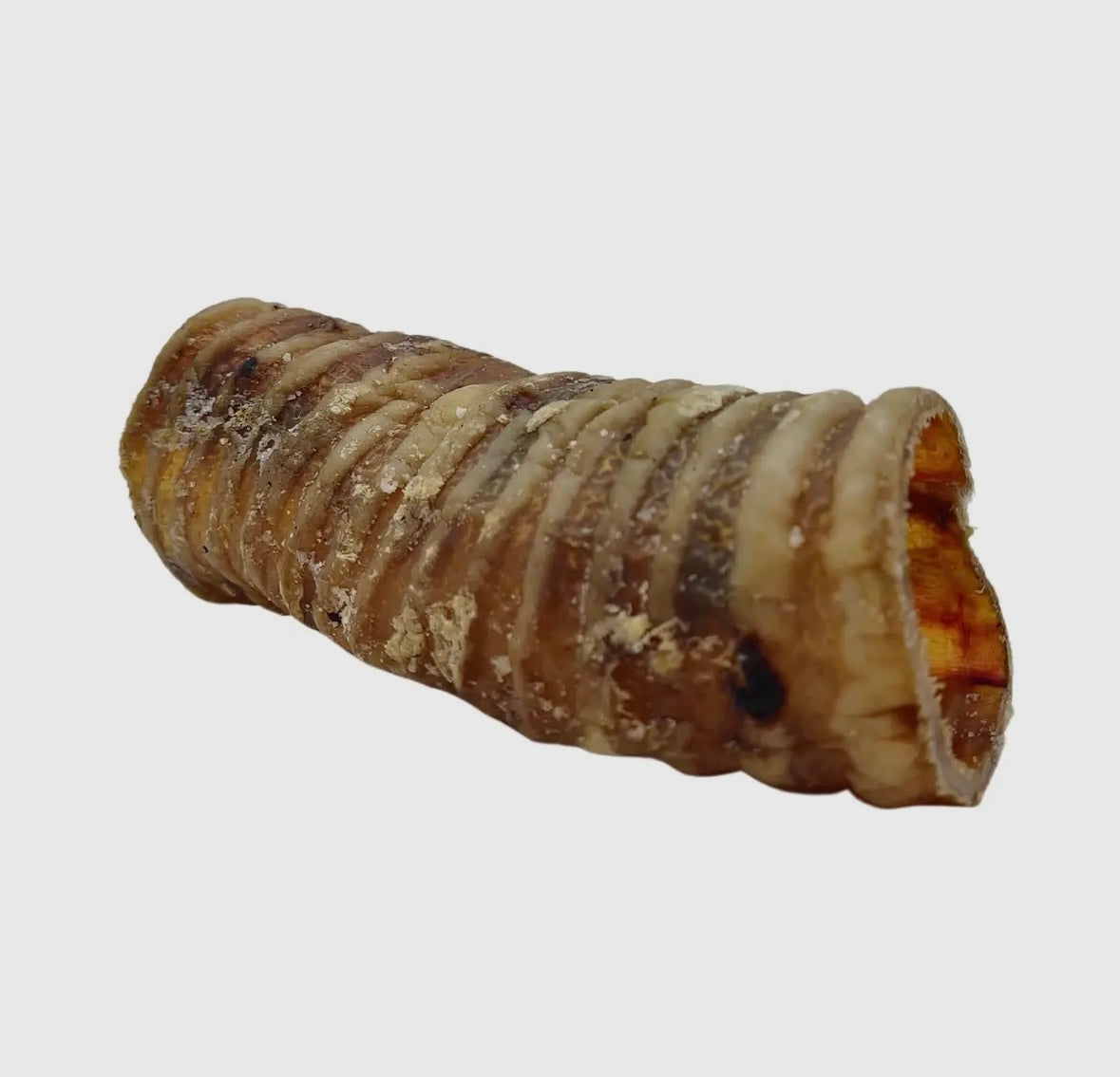 Dog Beef Trachea 6”