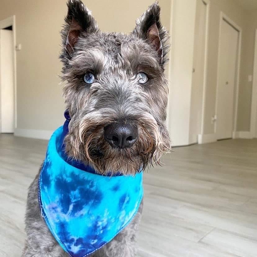 Tie Dog Dog Bandana with Matching Scrunchie