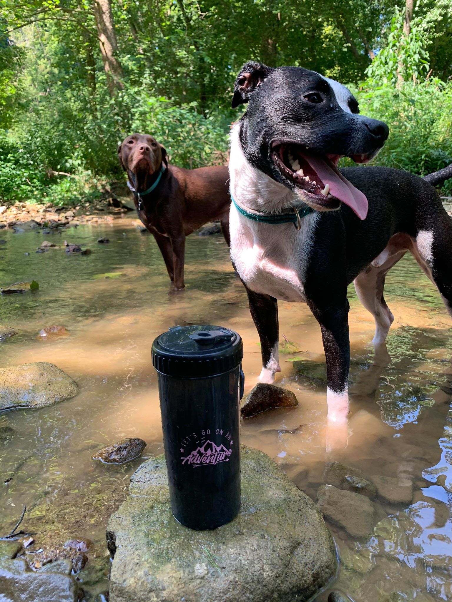 Food/Water Dog Tumbler