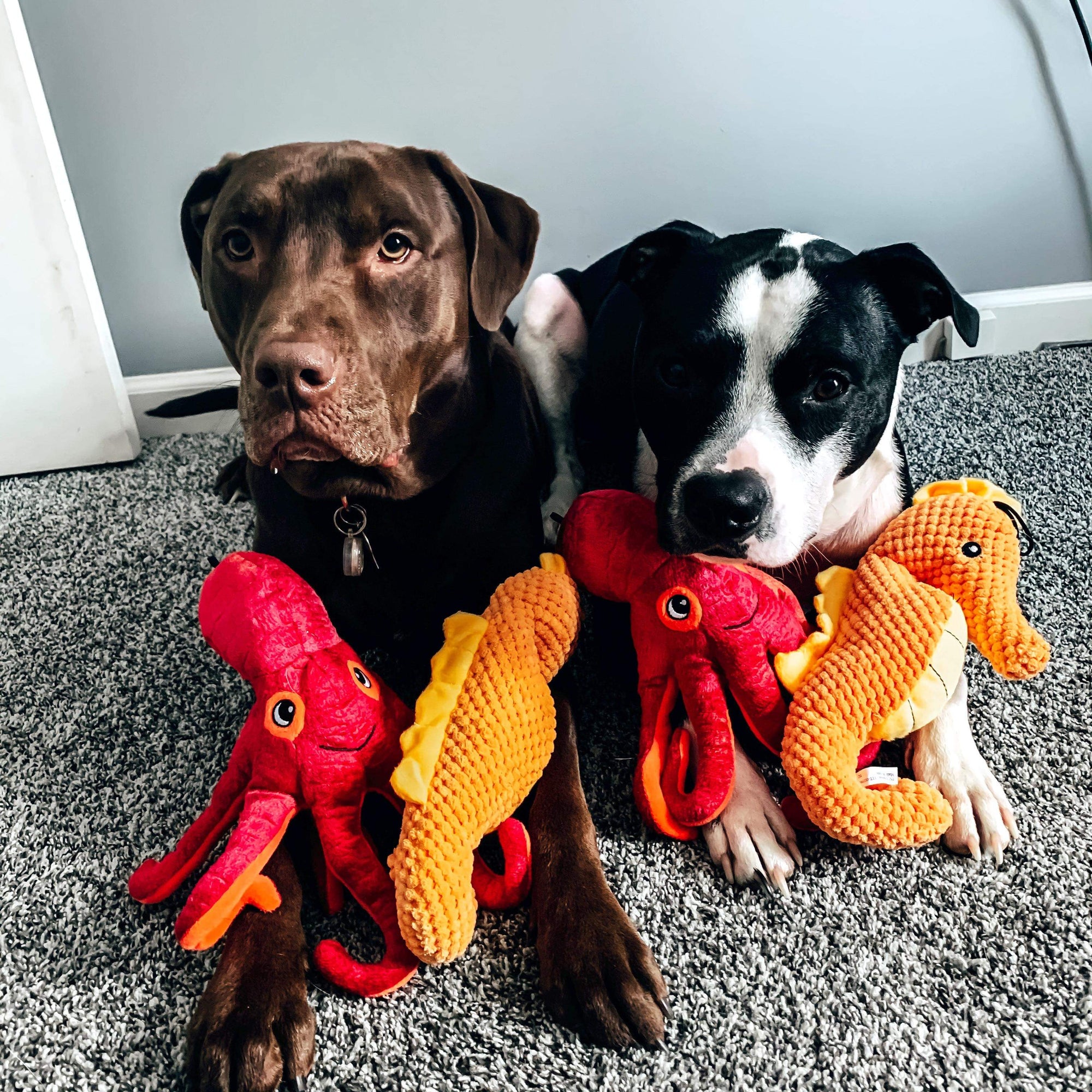 Seahorse Squeaky Toy